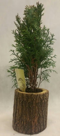 SINIRLI STOK Selvi Bonsai Doal ktkte  Ankara iek gnderme sitemiz gvenlidir 