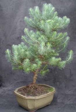 Bonsai am aac japon aac bitkisi  Ankara iek gnderme 