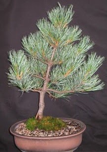 Bonsai am aac japon aac bitkisi  Ankara keklikpnar iek siparii sitesi 