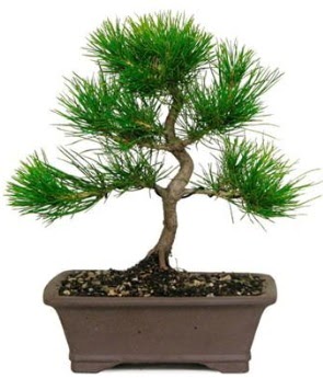 Bonsai am aac japon aac bitkisi  Ankara kzlay iekiler 