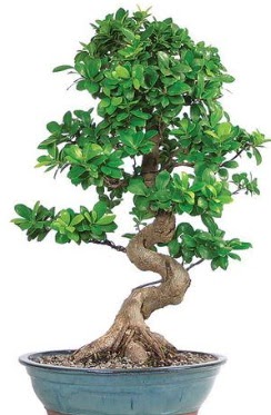 Yaklak 70 cm yksekliinde ithal bonsai  Ankara kkesat iek , ieki , iekilik 