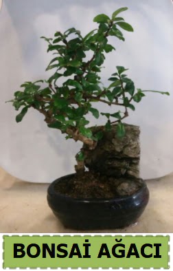 Bonsai aac japon aac sat  Ankara balgat iek yolla 