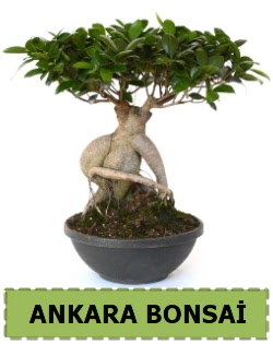 Bonsai sat  Ankara ucuz iek gnder 