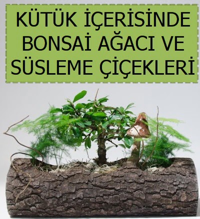 Ktk ierisinde bonsai japon aa bitkisi  Ankara ucuz iek gnder 