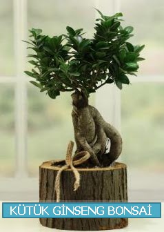 Ktk aa ierisinde ginseng bonsai  Ankara iek gnderme 