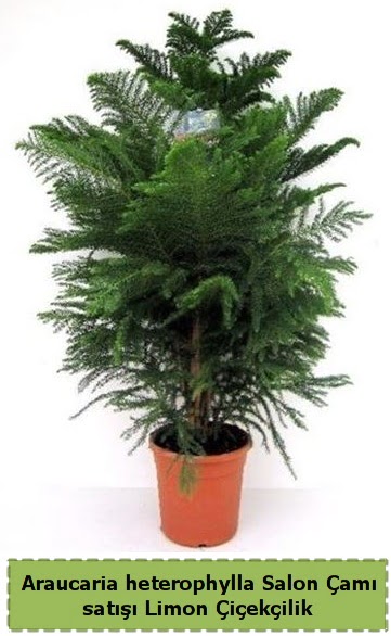 Salon am Sat Araucaria heterophylla  Ankara ucuz iek gnder 