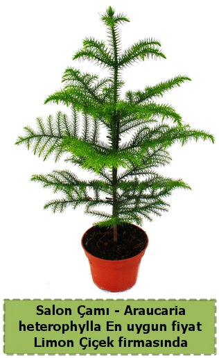 Araucaria heterophylla Salon am tek dall  Ankara ucuz iek gnder 