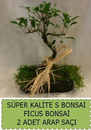 Ficus S Bonsai ve arap sa  Ankara kkesat iek , ieki , iekilik 