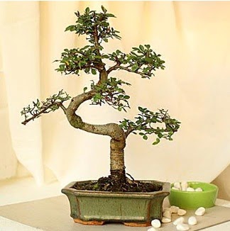 Shape S bonsai  Ankara iek gnderme sitemiz gvenlidir 