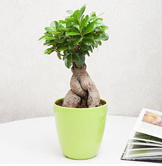 Ficus Ginseng Bonsai  Ankara Shhiye 14 ubat sevgililer gn iek 