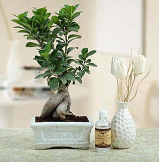 Ginseng ficus bonsai  Ankara internetten iek sat 