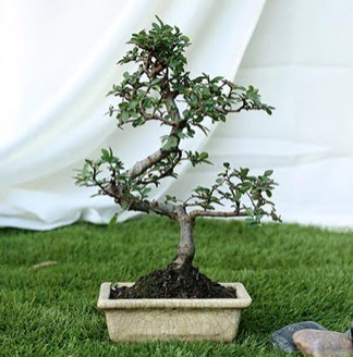 Fashionable Ulmus S Shape Bonsai thal  Ankara Shhiye online ieki , iek siparii 