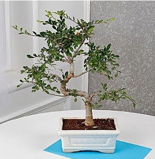 Unique Ulmus S Shaped Bonsai  Ankara Shhiye iek online iek siparii 