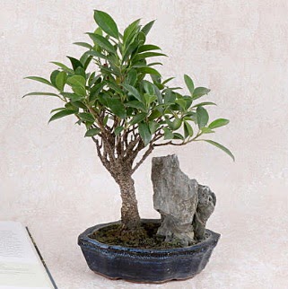 Japon aac Evergreen Ficus Bonsai  Ankara iek gnderme 