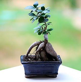 Marvellous Ficus Microcarpa ginseng bonsai  Ankara kavakldere iek siparii vermek 