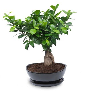 Ginseng bonsai aac zel ithal rn  Ankara kzlay iekiler 