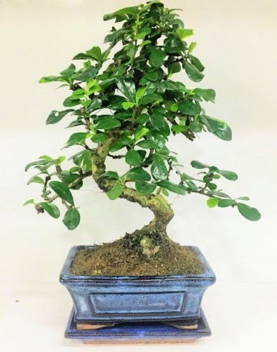 S Bonsai japon aac bitkisi  Ankara Shhiye cicekciler , cicek siparisi 