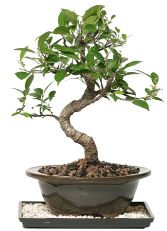 Altn kalite Ficus S bonsai  Ankara kkesat iek , ieki , iekilik  Sper Kalite