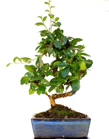 Bonsai Minyatr Aa Bonzai S Gvde  Ankara kzlay iekiler 