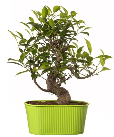 Ficus S gvdeli muhteem bonsai  Ankara keklikpnar iek siparii sitesi 