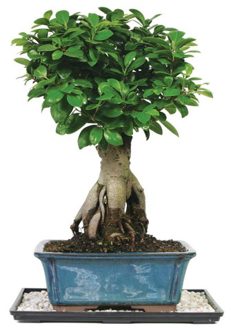 Bonsai Ginsing Grafted Ficus Bonsai  Ankara dikmen ieki telefonlar 