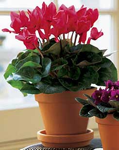  Ankara uluslararas iek gnderme  Cyclamen 