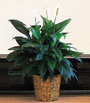  Ankara Shhiye iek online iek siparii  Large Spathiphyllum