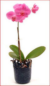  Ankara Shhiye iek maazas , ieki adresleri  Phalaenopsis Orchid Plant