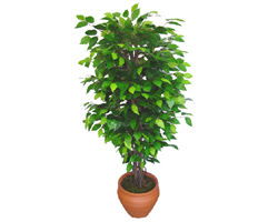 Ficus Benjamin 1,50 cm   Ankara iek servisi , ieki adresleri 