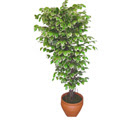 Ficus zel Starlight 1,75 cm   Ankara cicek , cicekci 