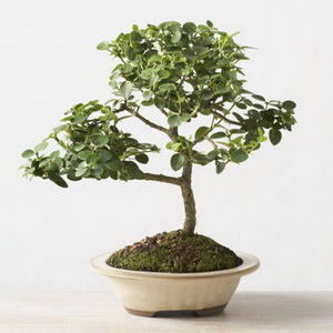 ithal bonsai saksi iegi  Ankara Shhiye iek online iek siparii 