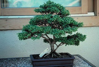 ithal bonsai saksi iegi  Ankara Shhiye 14 ubat sevgililer gn iek 