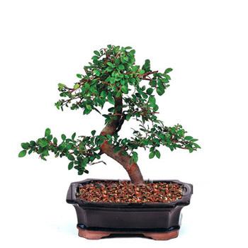 ithal bonsai saksi iegi  Ankara kavakldere iek siparii vermek 