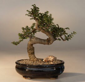 ithal bonsai saksi iegi  Ankara Shhiye 14 ubat sevgililer gn iek 