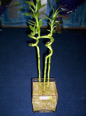 Lucky Bamboo 3 adet saksi iegi  Ankara uluslararas iek gnderme 