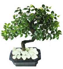 9 yasinda Bonsai agaci  Ankara Shhiye online ieki , iek siparii 