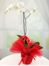 1 dal beyaz orkide saks iei  Ankara Shhiye online ieki , iek siparii 