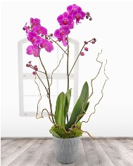 2 dall mor orkide saks iei  Ankara Shhiye nternetten iek siparii 