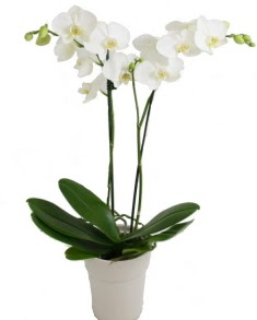 2 dall beyaz orkide  Ankara Shhiye cicekciler , cicek siparisi 