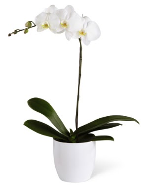 1 dall beyaz orkide  Ankara Shhiye 14 ubat sevgililer gn iek 