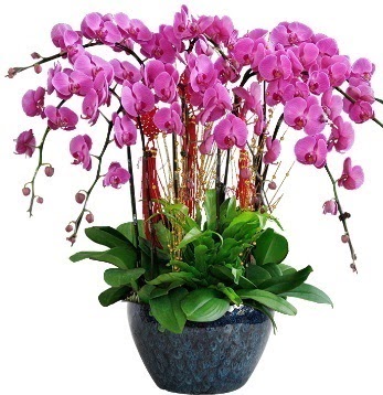 9 dall mor orkide  Ankara Shhiye 14 ubat sevgililer gn iek 
