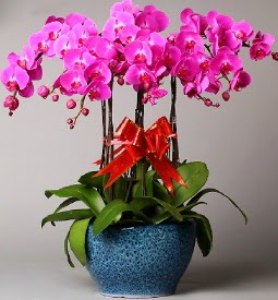 7 dall mor orkide  Ankara Shhiye iek online iek siparii 