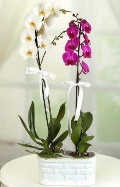 1 mor 1 dal beyaz thal orkide sepet ierisinde  Ankara Shhiye iek maazas , ieki adresleri 