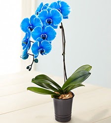1 dall sper esiz mavi orkide  Ankara Shhiye iek maazas , ieki adresleri 