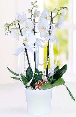 3 dall beyaz orkide  Ankara dikmen ieki telefonlar  