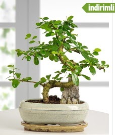 S eklinde ithal gerek bonsai japon aac  Ankara kzlay iekiler 