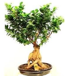 Bonsai Japon aac saks bitkisi  Ankara keklikpnar iek siparii sitesi 