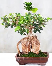 Japon aac bonsai saks bitkisi  Ankara Shhiye nternetten iek siparii 