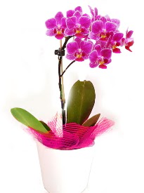 Tek dall mor orkide  Ankara kkesat iek , ieki , iekilik  