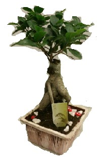 Japon aac bonsai seramik saks  Ankara Shhiye iek maazas , ieki adresleri 